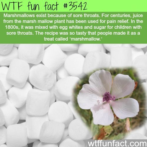 Marshmallows