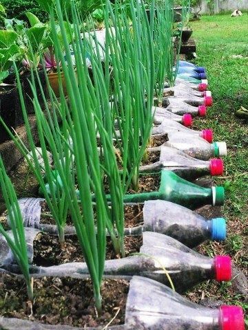 Plastic Bottle Garden Plastic Bottle Garden