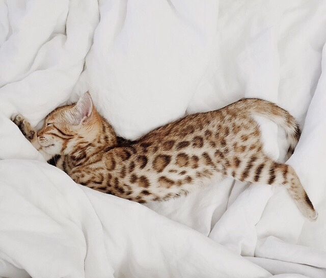 Leopard Cat Leopard Cat
