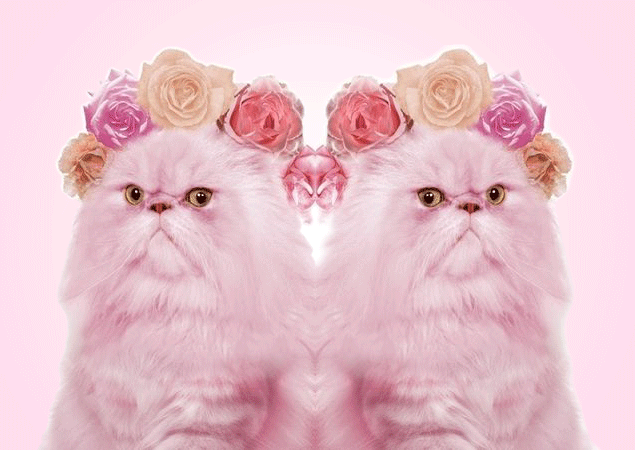 Pink Persians Pink Persians