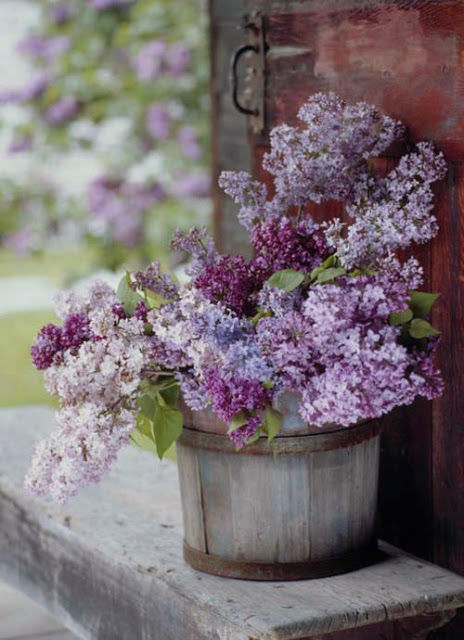 Lilacs in a Bucket Lilacs in a Bucket