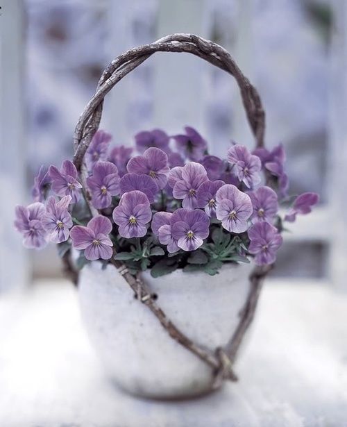 Purple Violets