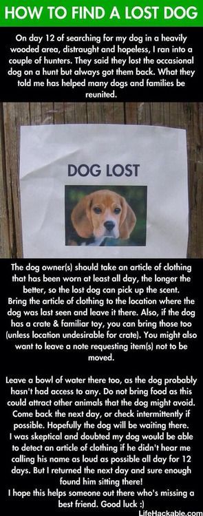 How to find a lost dog How to find a lost dog