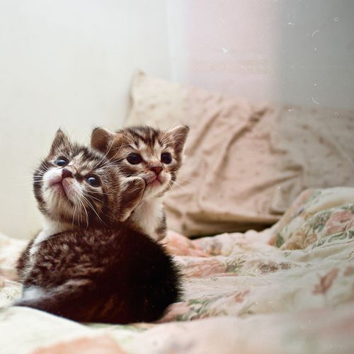 adorable kittens adorable kittens