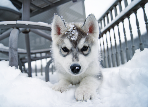Dog in the snow Dog in the snow