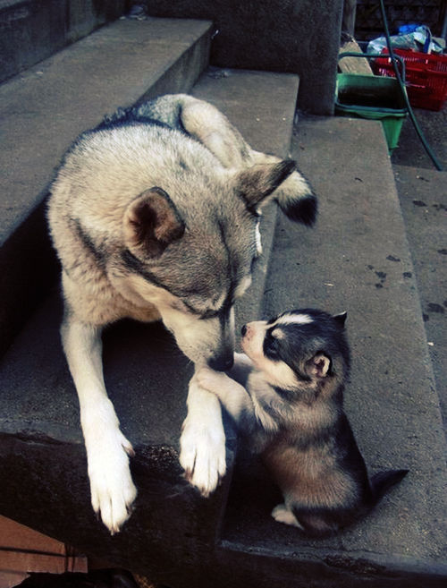 Dog and Puppy