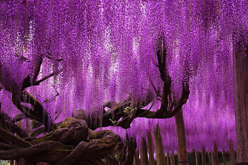 Beautiful Well Established Wisteria