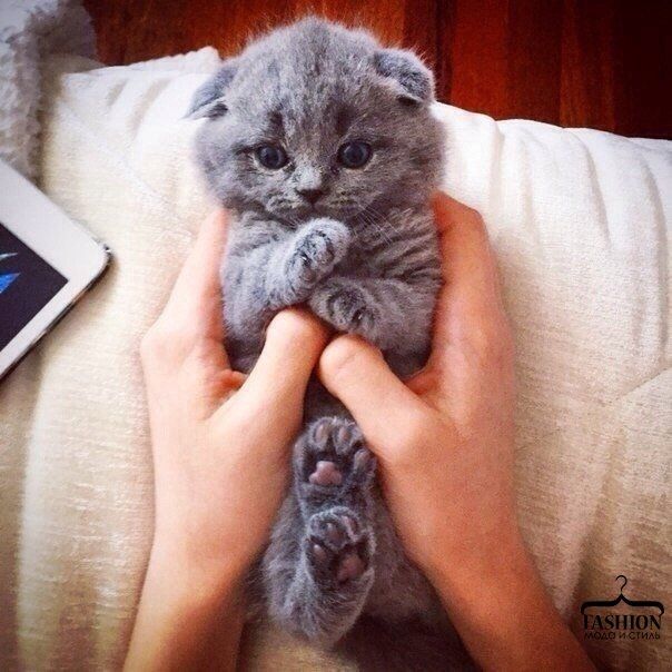 Gray Kitten