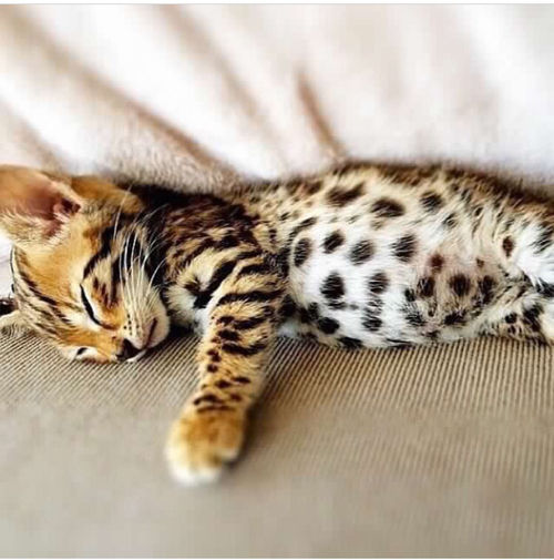 Tiger Cat Pictures, Photos, and Images for Facebook, Tumblr, Pinterest