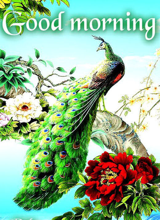 Good Morning Peacock Pictures, Photos, and Images for Facebook, Tumblr