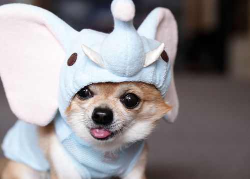 dog in an elephant costume
