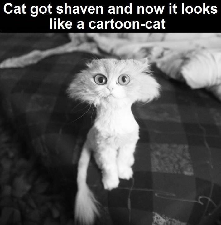 Shaved Cat Pictures, Photos, and Images for Facebook, Tumblr, Pinterest