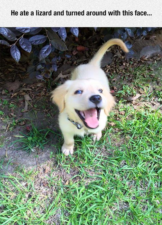 Dog Ate A Lizard And Turned Around With This Face Pictures, Photos, and