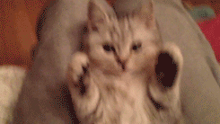 Kitty Paws Gif Kitty Paws Gif