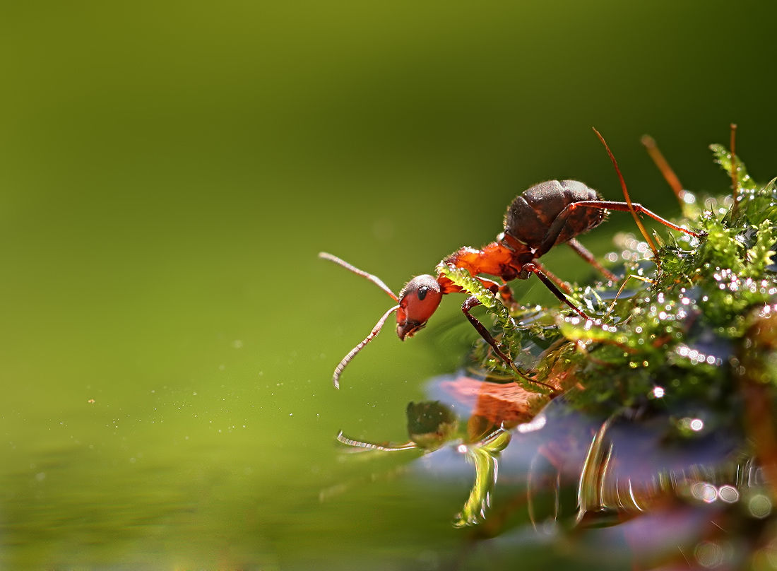 Ant By The Water Pictures, Photos, and Images for Facebook, Tumblr