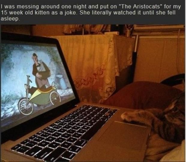 Cat Loves Watching The Aristocats Movie Pictures, Photos, and Images