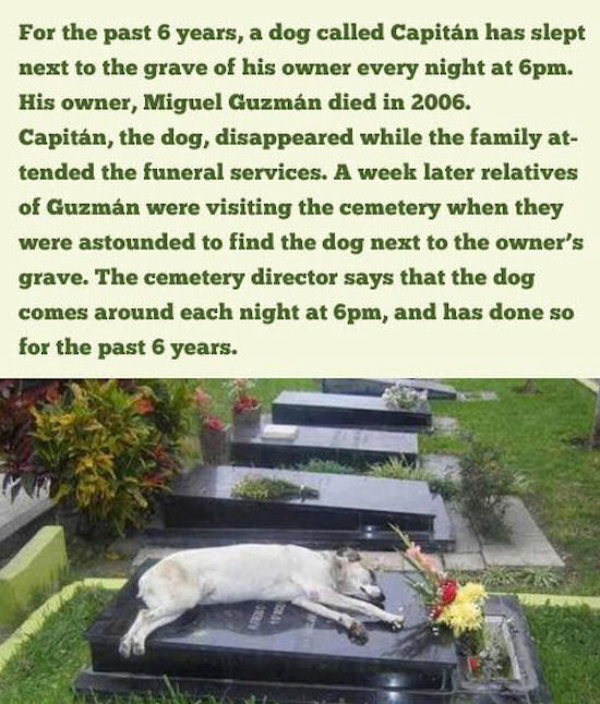 Dog Has Slept Next To His Owners Grave Every Night For 6 Years Pictures