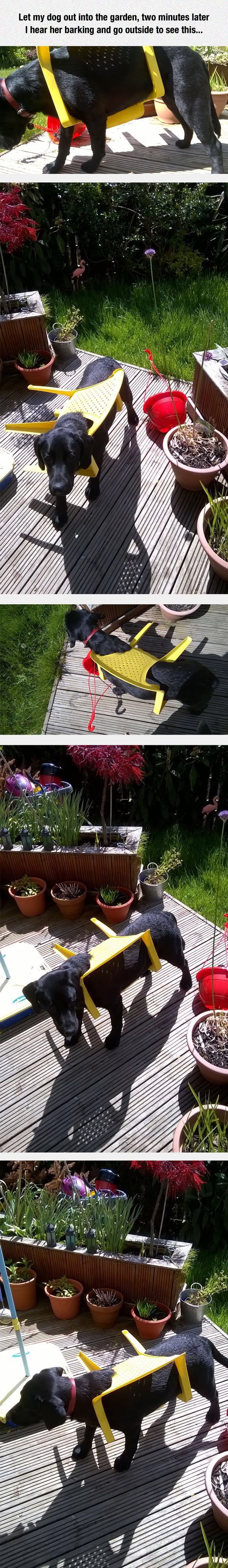 Dog Stuck In A Chair Pictures, Photos, and Images for Facebook, Tumblr