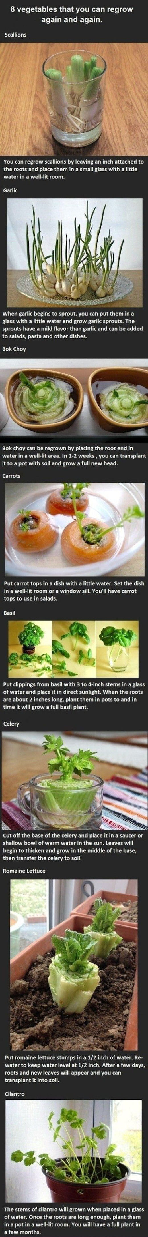 8 Vegetables You Can Regrow Yourself From Kitchen Scraps Pictures