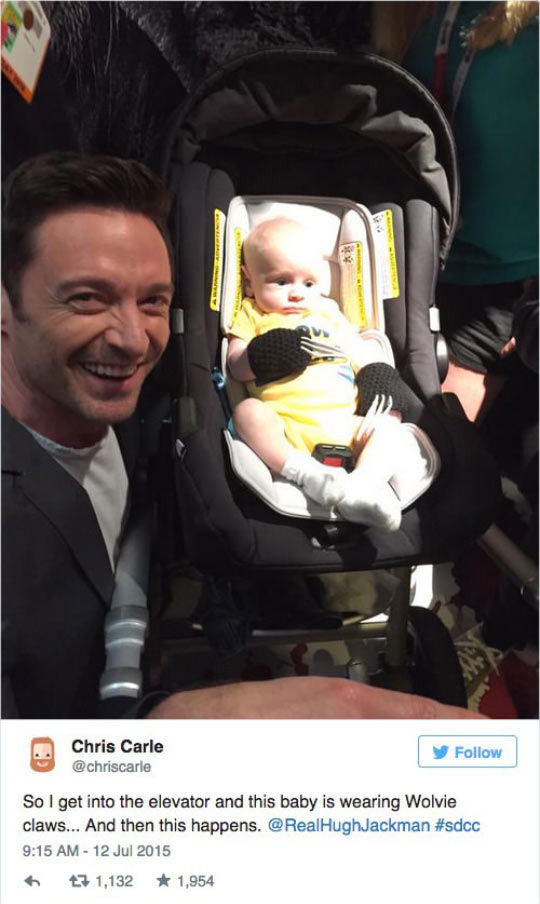 Big Wolverine Vs. Little Wolverine Pictures, Photos, and Images for