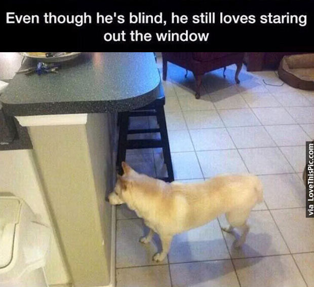 Blind Dog Staring Out The Window Pictures, Photos, and Images for