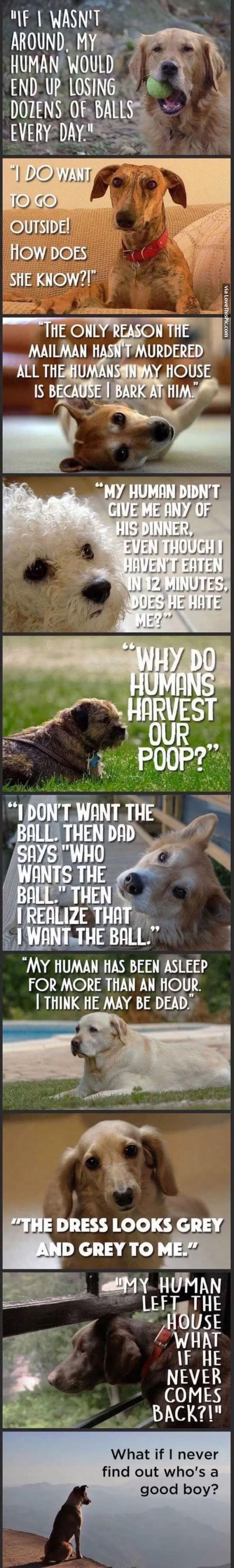 The World From A Dog’s Perspective Pictures, Photos, and Images for Facebook, Tumblr, Pinterest