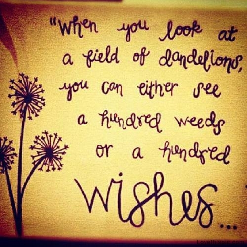 Dandelions Dandelions