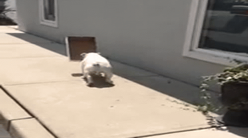 195469-English-Bulldog-With-A-Box-Stuck-On-His-Head.gif