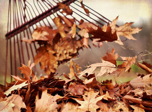 Raking Leaves Pictures, Photos, and Images for Facebook, Tumblr ...