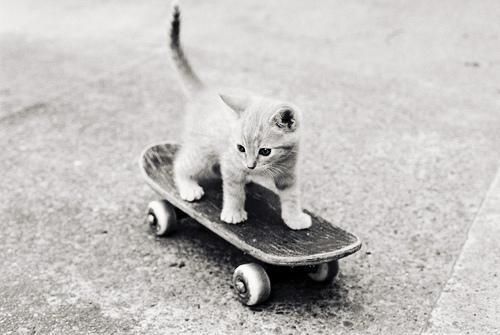 Skateboard kitten