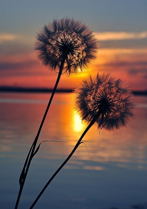 Dandelions 