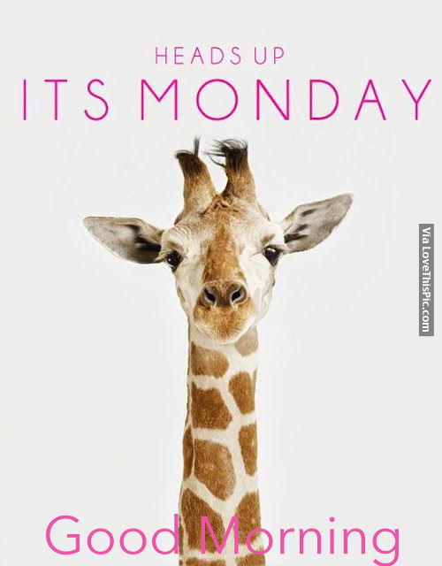 Heads Up, Its Monday, Good Morning Pictures, Photos, and Images for ...
