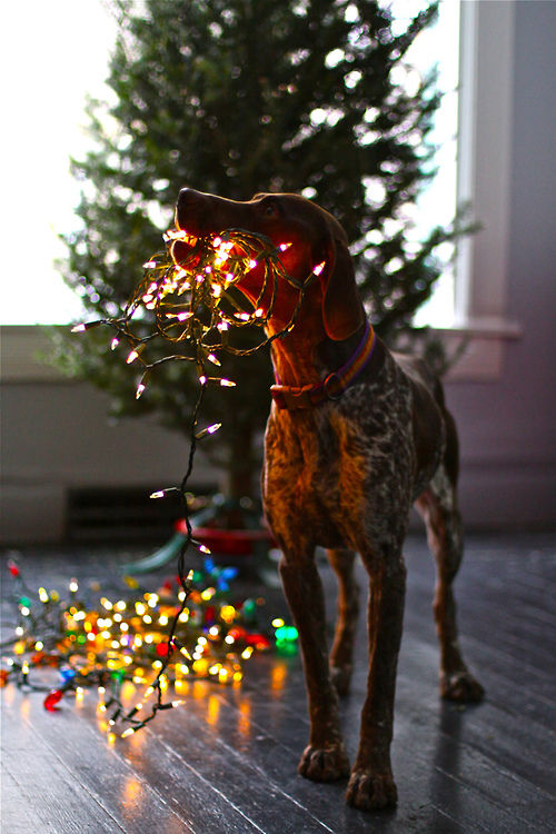 Christmas Dog Lights Pictures, Photos, and Images for Facebook, Tumblr