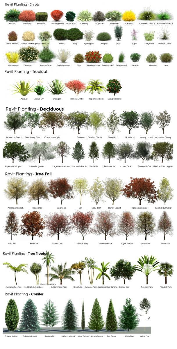 plants for lanscaping