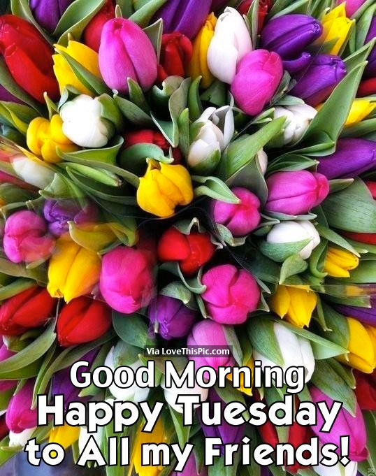 Good Tuesday Morning Images Good Morning, Happy Tuesday To All My Friends Pictures, Photos, And Images  For Facebook, Tumblr, Pinterest, And Twitter
