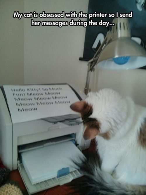 My Cat Is Obsessed With The Printer Pictures, Photos, and Images for