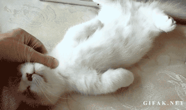 Passed Out Cat Pictures, Photos, and Images for Facebook, Tumblr,  Pinterest, and Twitter