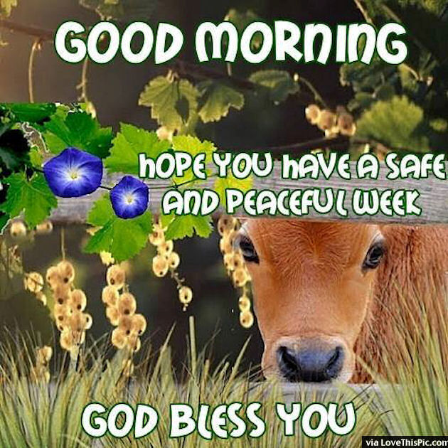 Good Morning Hope You Have A Safe And Peaceful Week Pictures, Photos