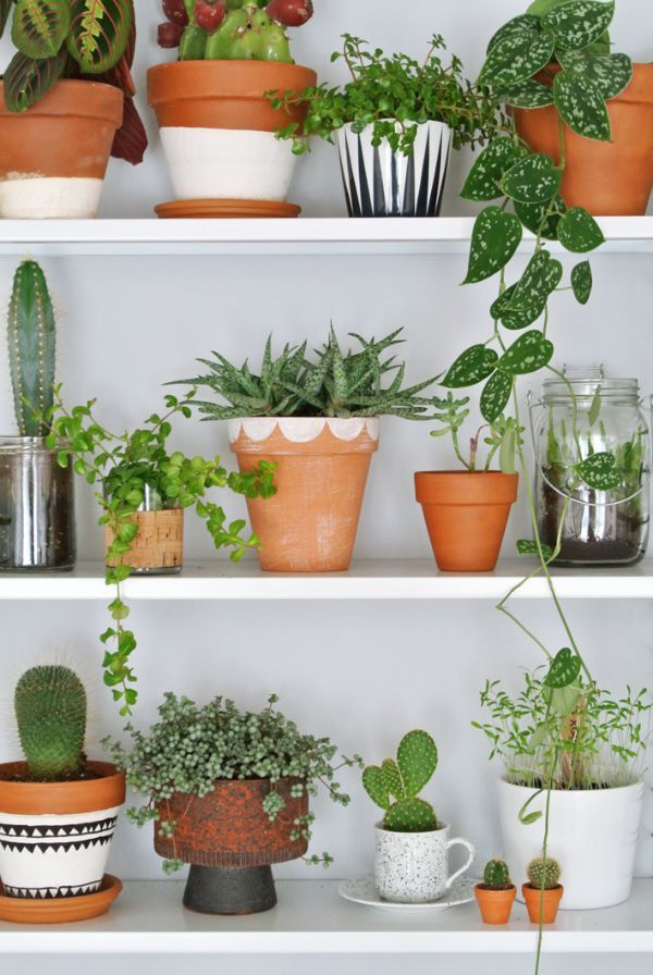 Assorted Houseplants Bring Nature Indoors Pictures, Photos, and Images