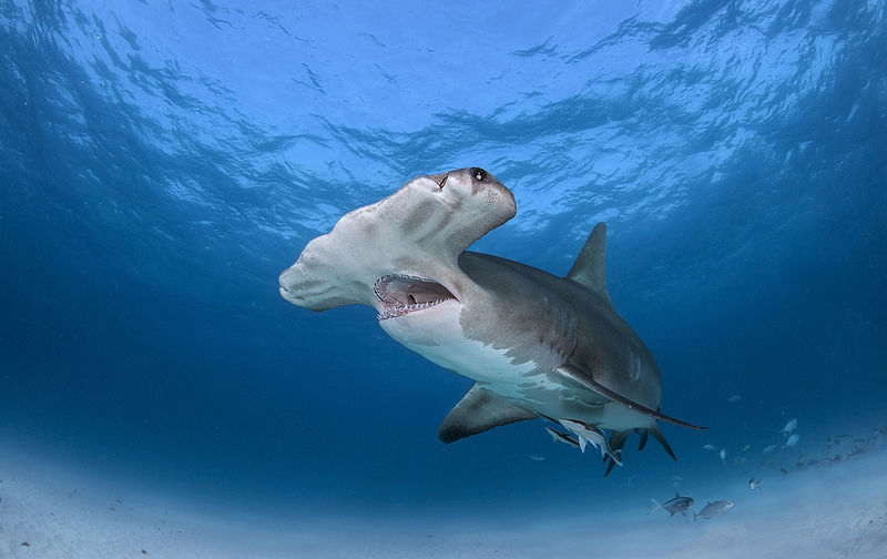Great Hammerhead Pictures, Photos, and Images for Facebook, Tumblr