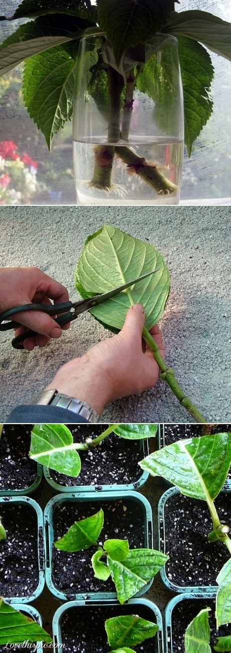 DIY Grow Hydrangea