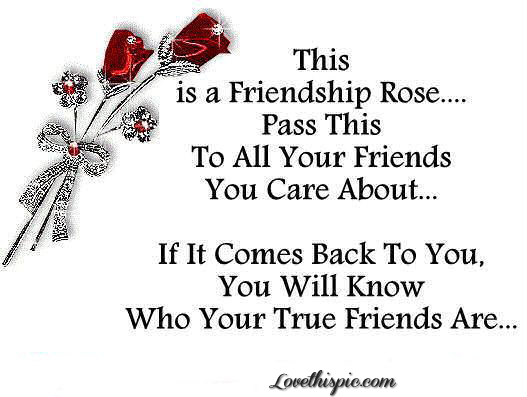 friendship rose