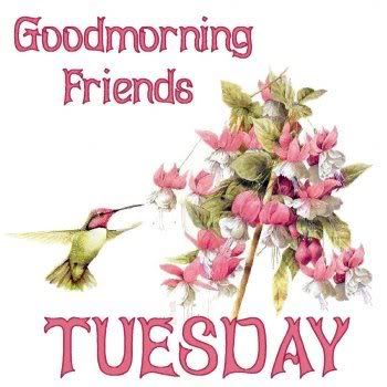 Good Morning Tuesday Message Good Morning Friends, Tuesday Pictures, Photos, And Images For Facebook,  Tumblr, Pinterest, And Twitter