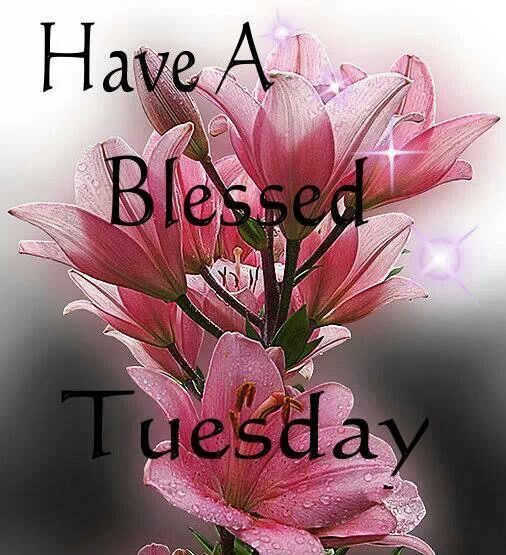 Have A Blessed Tuesday Flowers Pictures, Photos, and Images for