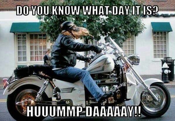 Do You Know What Day It Is? HUMP DAY! Pictures, Photos, and Images for ...