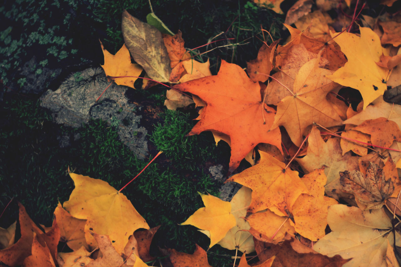 Fall Leaves Pictures, Photos, and Images for Facebook, Tumblr ...