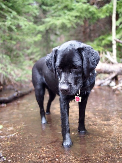 Country dog
