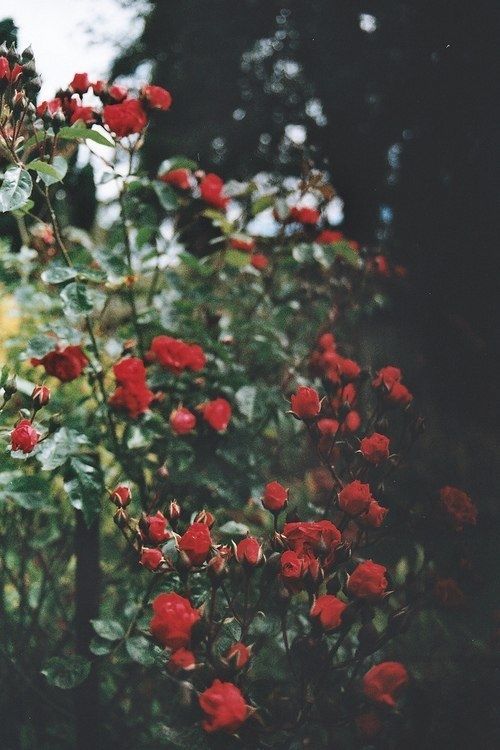 Wild roses
