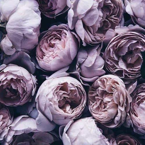Lavender Peonies Pictures, Photos, and Images for Facebook, Tumblr