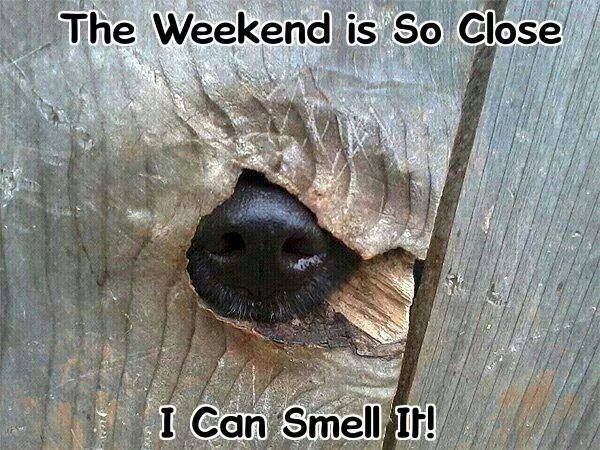 The Weekend Is So Close, I Can Smell It! Pictures, Photos, and Images for  Facebook, Tumblr, Pinterest, and Twitter